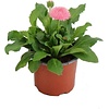 Bellis perennis 'Roggli Rose' | 11 cm pot | 16 cm hoog