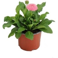 Madeliefje (Bellis perennis) 'Roggli Rose' | roze, gevuld | 11 cm pot | 16 cm hoog