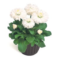 Bellis perennis 'Roggli white' | wit madeliefje voor border en pot | 11 cm pot | 16 cm hoog bij levering