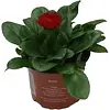 Bellis perennis 'Roggli Red' | 11 cm pot | 16 cm hoog