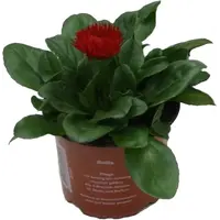 Bellis perennis 'Roggli Red' | rood tuinmadeliefje | 11 cm pot | 16 cm bij levering