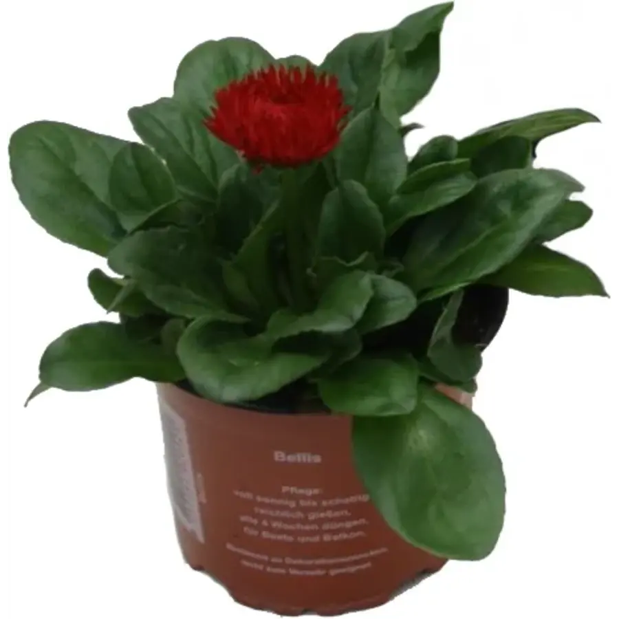 Bellis perennis 'Roggli Red' | rood tuinmadeliefje | 11 cm pot | 16 cm bij levering