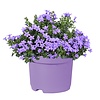 Campanula portenschlagiana 'Ambella Lavender' | P12 pot | 20 cm hoog