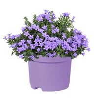 Campanula portenschlagiana 'Ambella Lavender' | klokjesbloem bodembedekker voor tuin en balkon | P12 | 20 cm