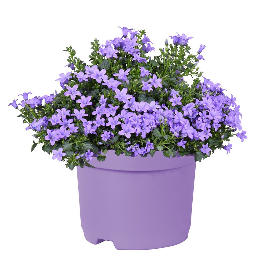 Campanula portenschlagiana 'Ambella Lavender' | klokjesbloem bodembedekker voor tuin en balkon | P12 | 20 cm