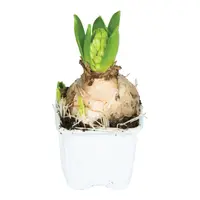 Hyacint (Hyacinthus orientalis) | 1 bol in pot P9 | geurige voorjaarsbloeier voor tuin, balkon en terras