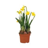 Narcis Tête à Tête (mini narcis) in 7 cm pot | ±10 cm hoog bij levering | vroege gele voorjaarsbloeier