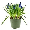 Muscari armeniacum | blauwe druifjes | 9 cm pot | 10 tot 15 cm