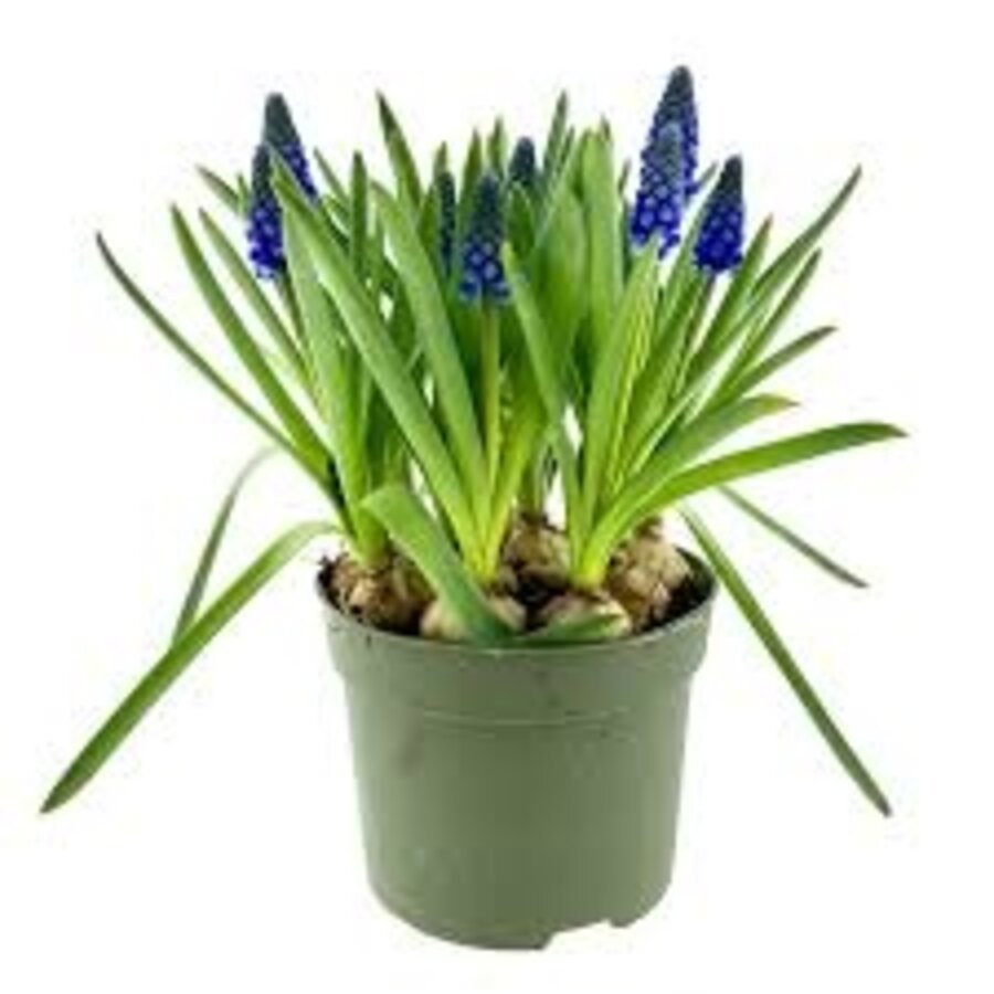 Muscari armeniacum | blauwe druifjes in 9 cm pot | 10 tot 15 cm | vroege voorjaarsbloeier