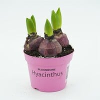 Hyacint Purple Voice (Hyacinthus orientalis) | paarse geurhyacint | P12 | 15 cm | 3 bollen per pot