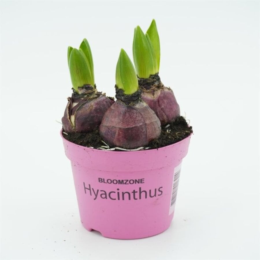 Hyacint Purple Voice (Hyacinthus orientalis) | paarse geurhyacint | P12 | 15 cm | 3 bollen per pot
