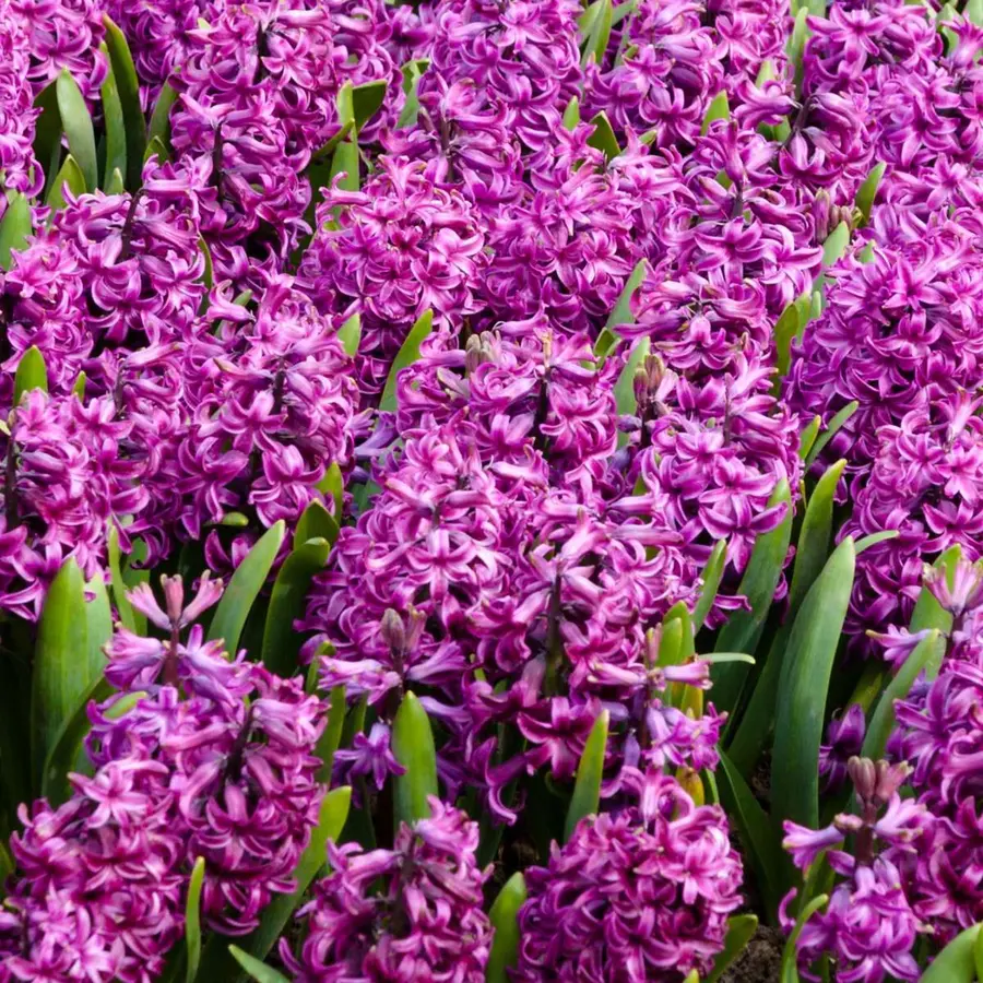 Hyacint Purple Voice (Hyacinthus orientalis) | paarse geurhyacint | P12 | 15 cm | 3 bollen per pot