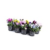 Viola cornuta gemengd | 12 cm hoog | 9 cm pot | diverse kleuren | per stuk