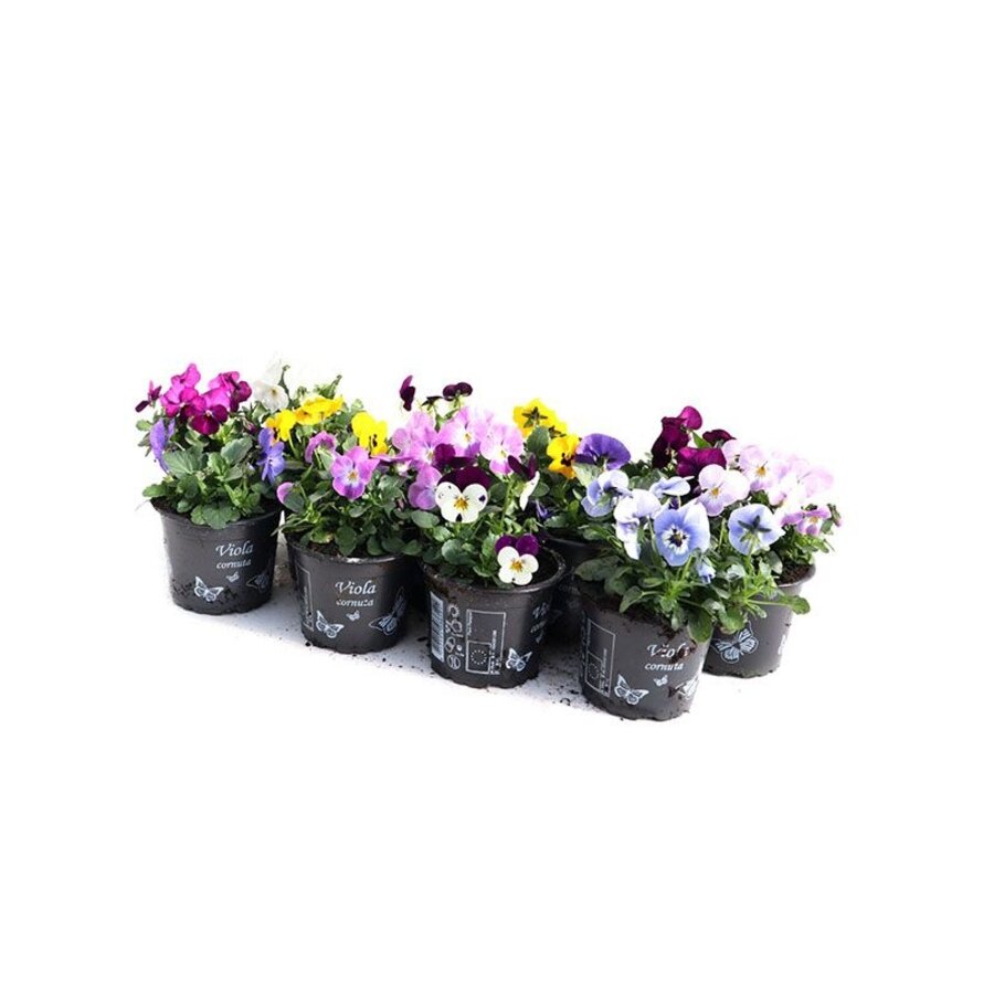 Viola cornuta gemengd in 9 cm pot | hoornviooltje in diverse kleuren | ca. 12 cm hoog | verkoop per stuk
