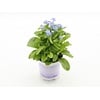 Myosotis sylvatica | 10 cm pot | 12 cm hoog | diverse kleuren | per stuk