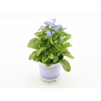 Myosotis sylvatica | vergeet me nietje mixkleuren | 10 cm pot | 12 cm bij levering | per stuk