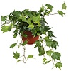 Hedera Green Ripple | 9 cm pot | ca. 10 cm hoog