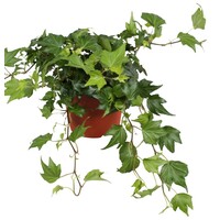 Hedera helix Green Ripple | groenblijvende klimop voor tuin, balkon en terras | 9 cm pot | ca. 10 cm hoog bij levering
