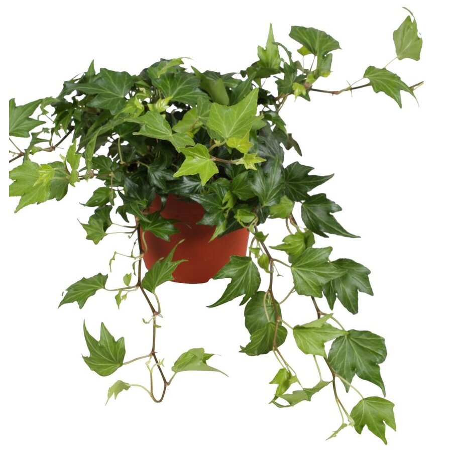 Hedera helix Green Ripple | groenblijvende klimop voor tuin, balkon en terras | 9 cm pot | ca. 10 cm hoog bij levering