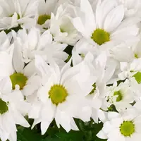 Chrysant Alpine Time wit (Chrysanthemum) | 9 cm pot | levering ca. 22 cm | rijke witte bloei voor tuin, balkon en terras