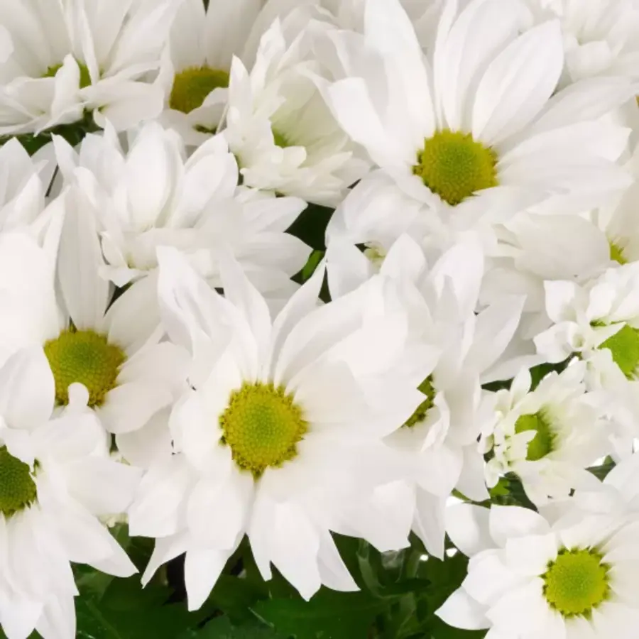 Chrysant Alpine Time wit (Chrysanthemum) | 9 cm pot | levering ca. 22 cm | rijke witte bloei voor tuin, balkon en terras
