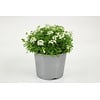 Gemskers | Hutchinsia alpina | 13 cm pot | 17 cm hoog