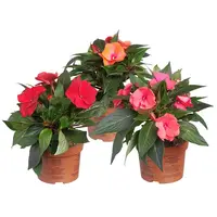 Impatiens New Guinea (Nieuw-Guinea Vlijtig Liesje) gemengde kleuren | pot 13 cm | 15-25 cm | per stuk