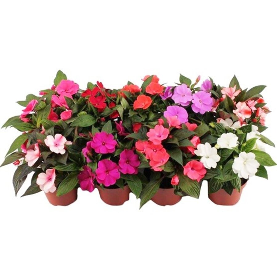Impatiens New Guinea (Nieuw-Guinea Vlijtig Liesje) gemengde kleuren | pot 13 cm | 15-25 cm | per stuk