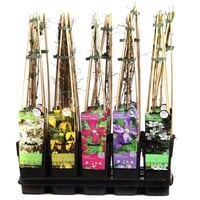 Clematis mix diverse soorten en kleuren | klimplant voor tuin en terras | 14 cm pot | circa 50 cm hoog | 3 tak