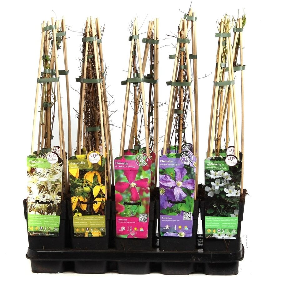 Clematis mix diverse soorten en kleuren | klimplant voor tuin en terras | 14 cm pot | circa 50 cm hoog | 3 tak