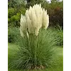 Cortaderia selloana | pampasgras | pot 13 cm | 35 cm hoog