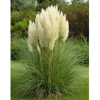 Cortaderia selloana | pampasgras met sierlijke pluimen | pot 13 cm | ca. 35 cm hoog bij levering