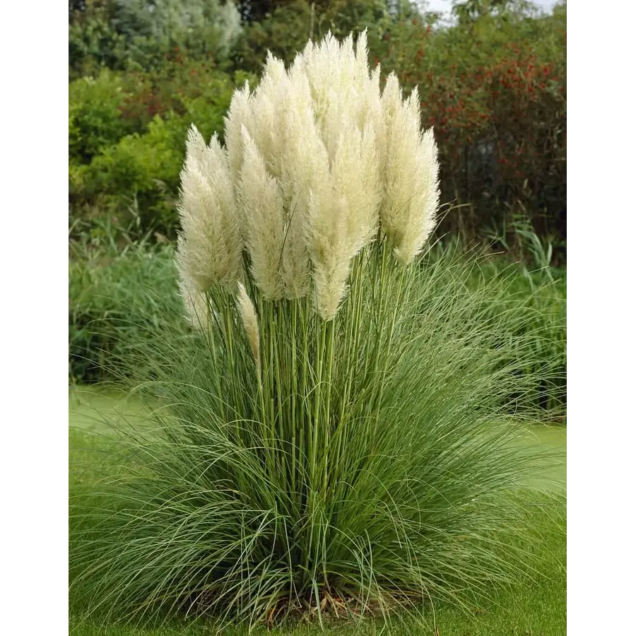 Cortaderia selloana | pampasgras met sierlijke pluimen | pot 13 cm | ca. 35 cm hoog bij levering