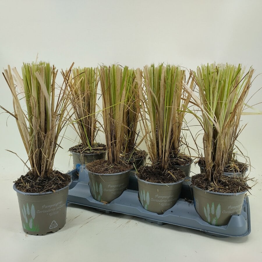 Cortaderia selloana | pampasgras met sierlijke pluimen | pot 13 cm | ca. 35 cm hoog bij levering