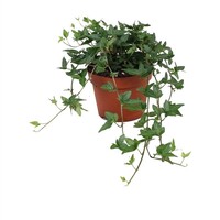 Hedera helix 'Shamrock' klimop | 13 cm pot | wintergroene klimplant met compact blad | ca. 20 cm hoog