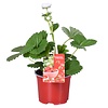 Aardbeienplant Beltran | 12 cm pot | 30 cm hoog