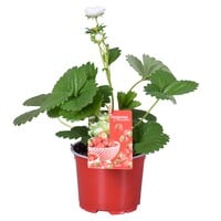 Fragaria × ananassa 'Beltran' | aardbeienplant | 12 cm pot | 30 cm hoog bij levering