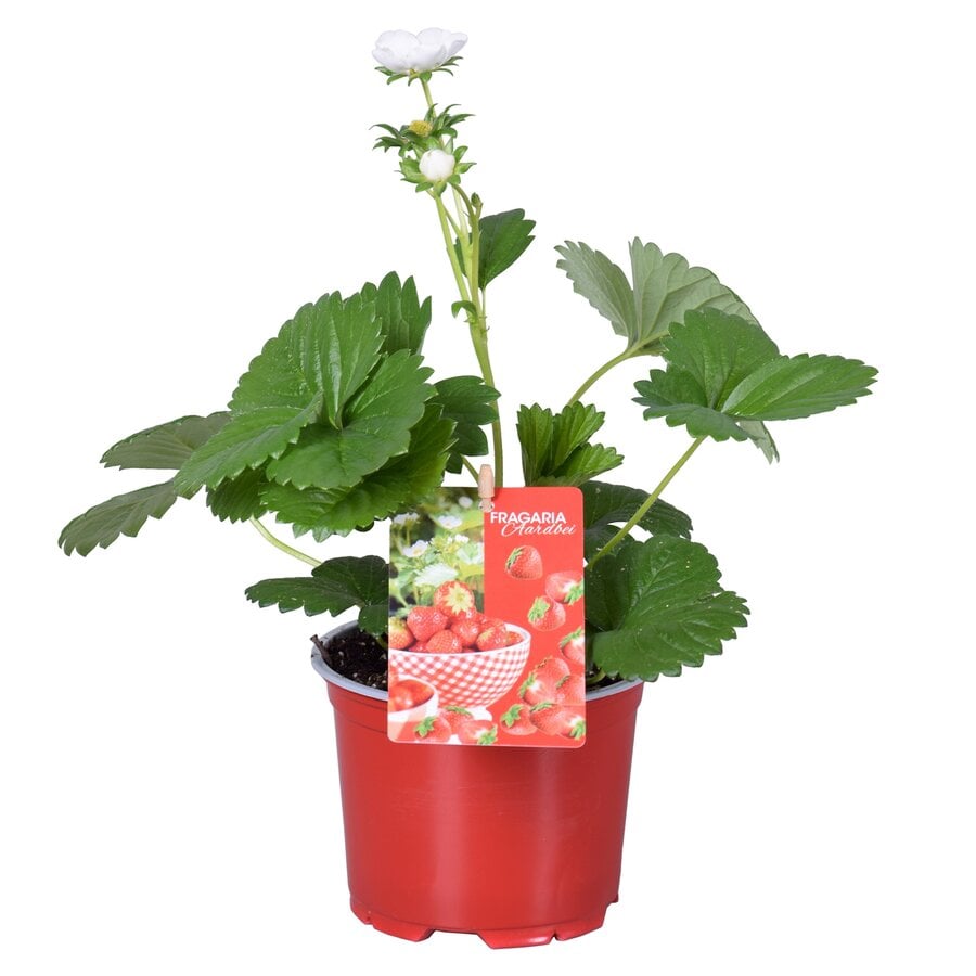 Fragaria × ananassa 'Beltran' | aardbeienplant | 12 cm pot | 30 cm hoog bij levering