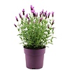 Lavendel Stoechas Anouk | 10 cm pot | 30 cm hoog