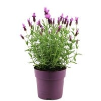 Lavandula stoechas Anouk | kuiflavendel met paarse bloei | 10 cm pot | 30 cm hoog