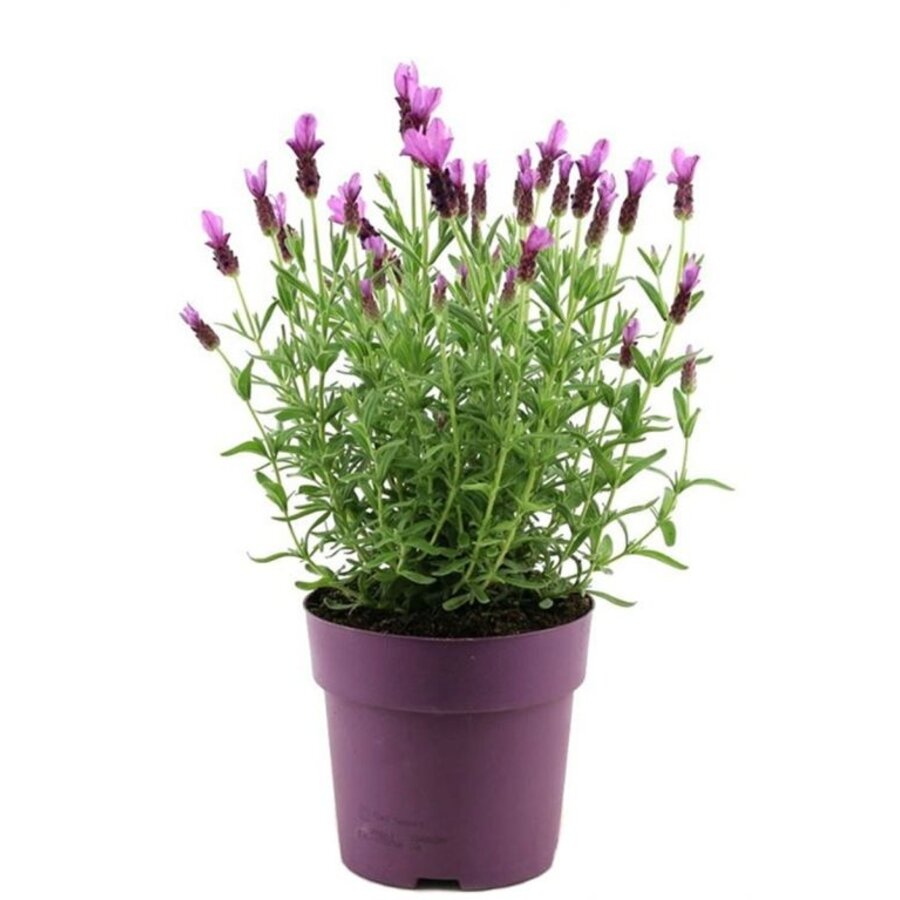 Lavandula stoechas Anouk | kuiflavendel met paarse bloei | 10 cm pot | 30 cm hoog