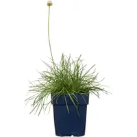 Armeria maritima 'Alba' | engels gras | strandkruid | witte bloei | 13 cm pot | 26 cm hoog