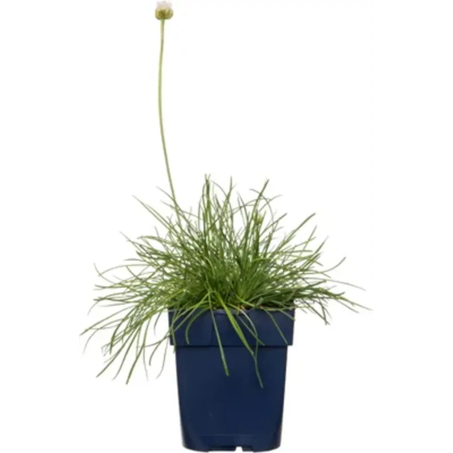 Armeria maritima 'Alba' | engels gras | strandkruid | witte bloei | 13 cm pot | 26 cm hoog