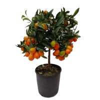 Kumquat op stam | Citrus japonica | 40 cm hoog bij levering | 15 cm pot | eetbare mini citrus