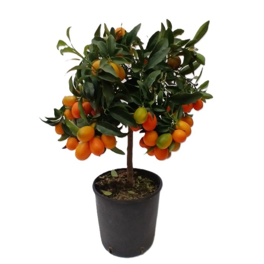 Kumquat op stam | Citrus japonica | 40 cm hoog bij levering | 15 cm pot | eetbare mini citrus