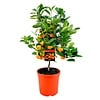Calamondin op stam | 40 cm hoog | 15 cm pot