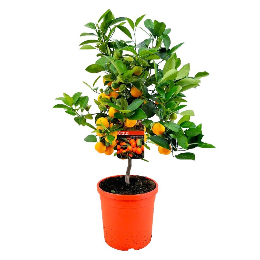 Calamondin op stam (×Citrofortunella microcarpa) | 40 cm | 15 cm pot | compacte citrusboom voor terras en serre
