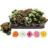 Kalanchoe Double Rose Flowers mix | 6 cm pot | 10 cm hoog | verkoop per stuk