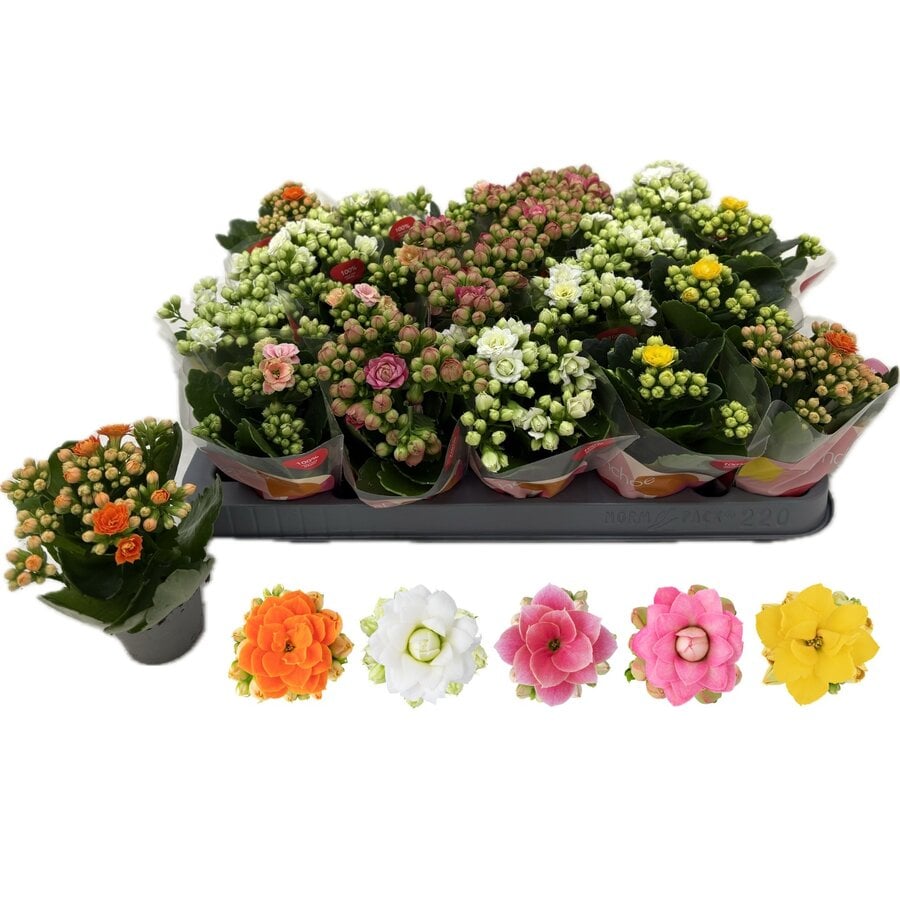 Kalanchoe Double Rose Flowers mix terrariumplant en kamerplant | 6 cm pot | 10 cm hoog bij levering | kleurenmix | verkoop per stuk