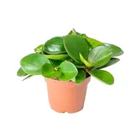 Peperomia clusiifolia Red Margin | terrariumplant en kamerplant | 5 cm pot | 12 cm hoog